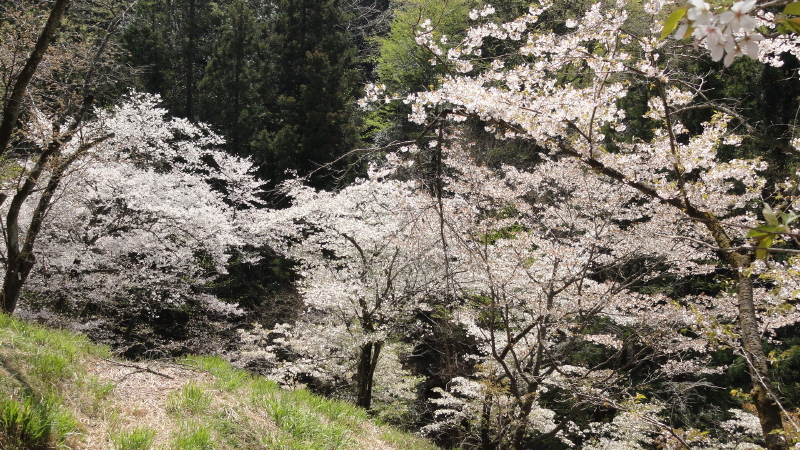 img0038.jpg