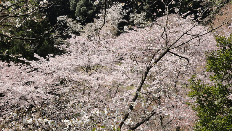 img0045.jpg