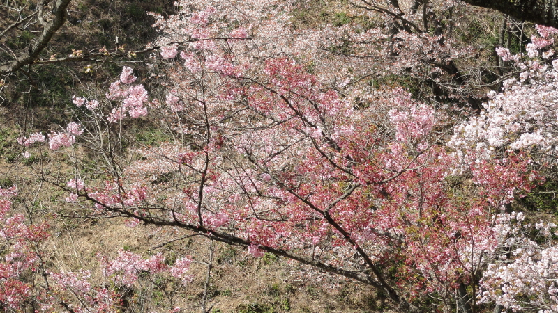 img0046.jpg