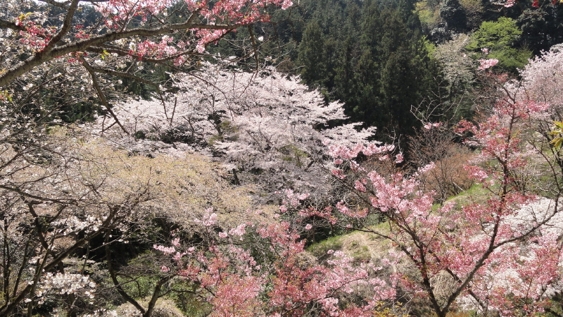 img0049.jpg