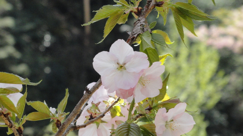 img0061.jpg