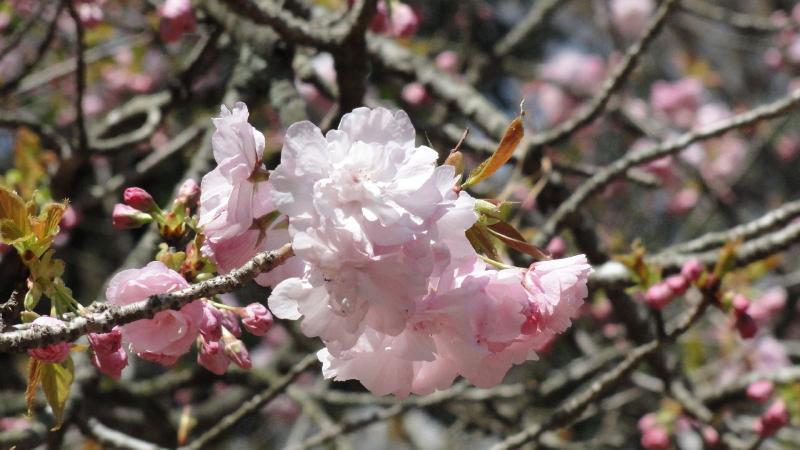 img0077.jpg