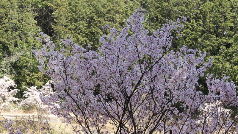 img0086.jpg