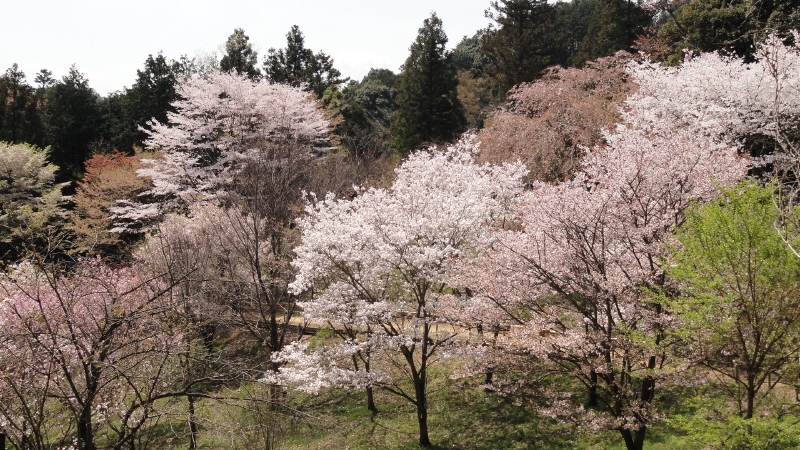 img0100.jpg