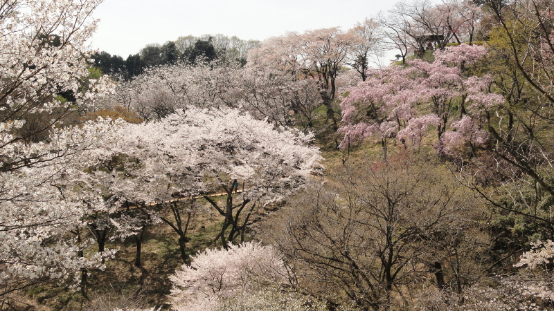 img0110.jpg