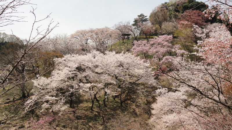 img0113.jpg