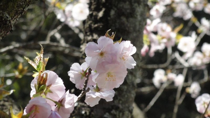 img0116.jpg