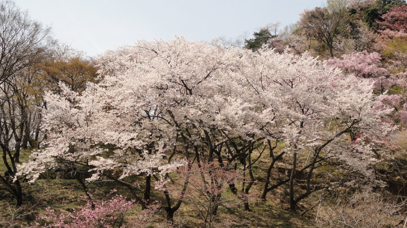img0117.jpg