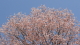 img0041.jpg