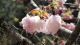 img0062.jpg