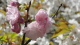 img0081.jpg