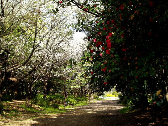 img0009.jpg
