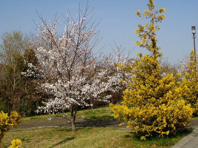 img0036.jpg