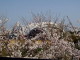 img0037.jpg