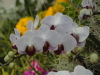 img0049.jpg