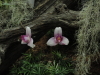 img0099.jpg