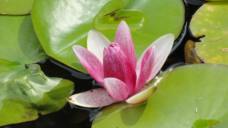 img0094.jpg
