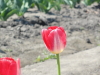 img0005.jpg