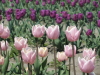 img0011.jpg