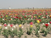 img0016.jpg