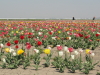 img0017.jpg