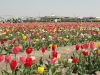 img0019.jpg