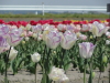 img0031.jpg