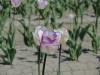 img0032.jpg