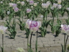 img0033.jpg