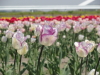 img0036.jpg