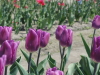 img0042.jpg