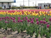 img0044.jpg