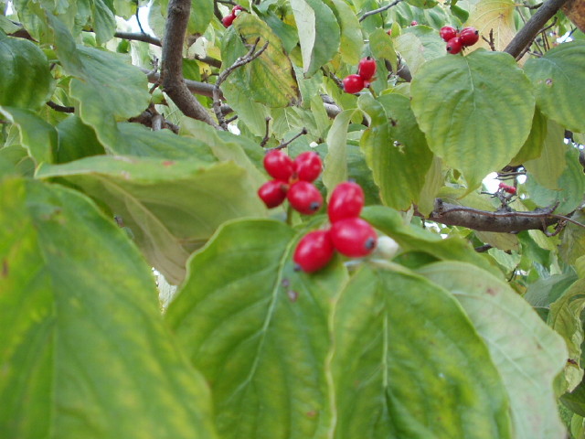 img0003.jpg