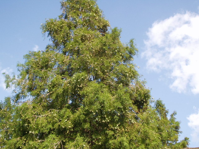 img0017.jpg