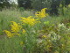img0013.jpg
