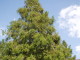 img0017.jpg