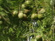 img0018.jpg