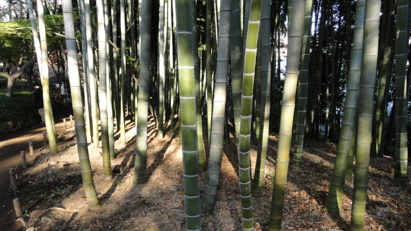 img0010.jpg