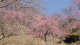 img0026.jpg