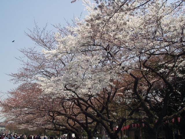 img0003.jpg