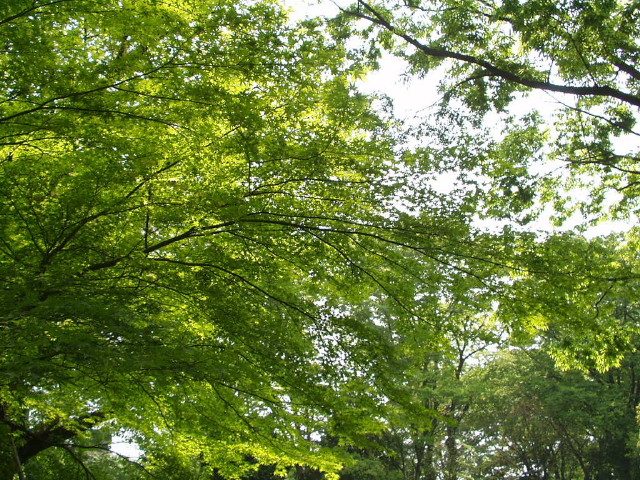 img0012.jpg