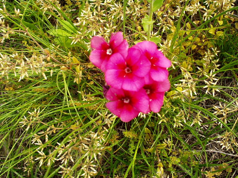 img0016.jpg