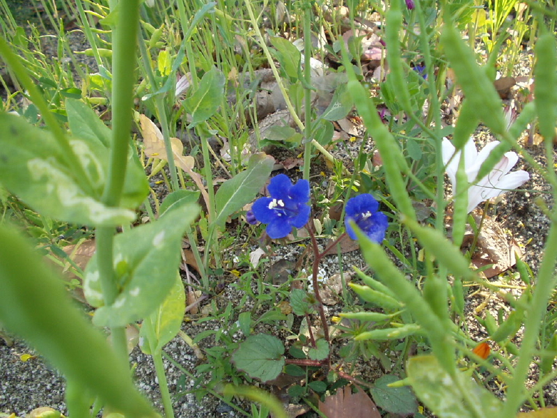 img0099.jpg