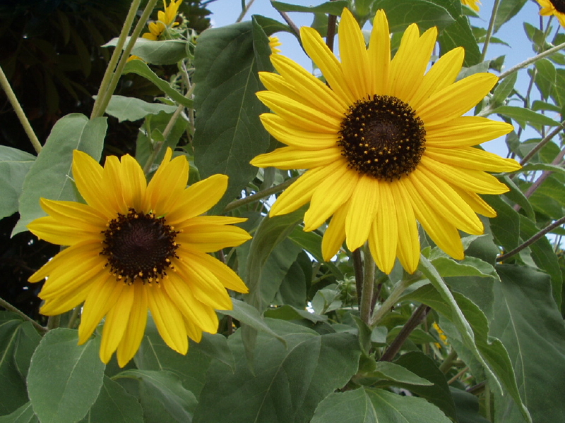 img0116.jpg