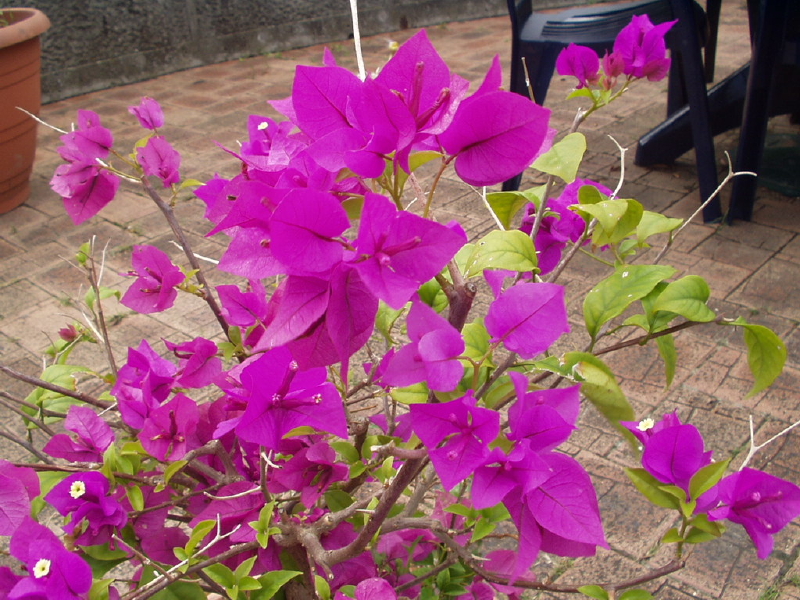 img0117.jpg