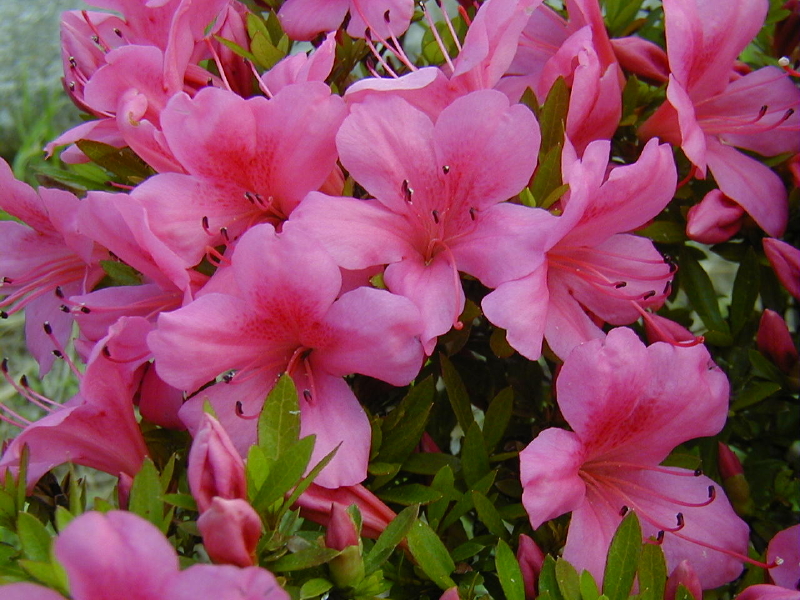 img0136.jpg