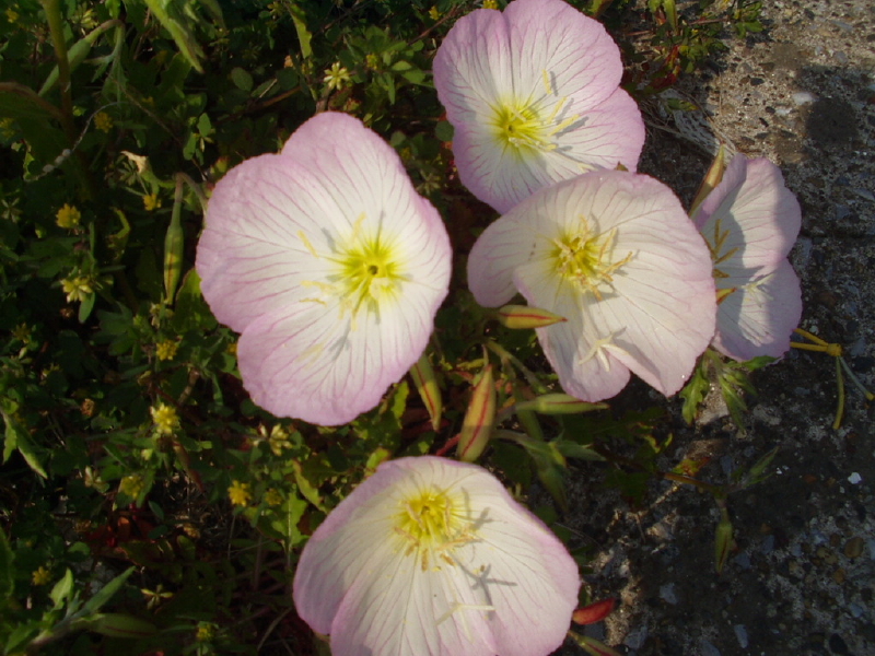 img0155.jpg