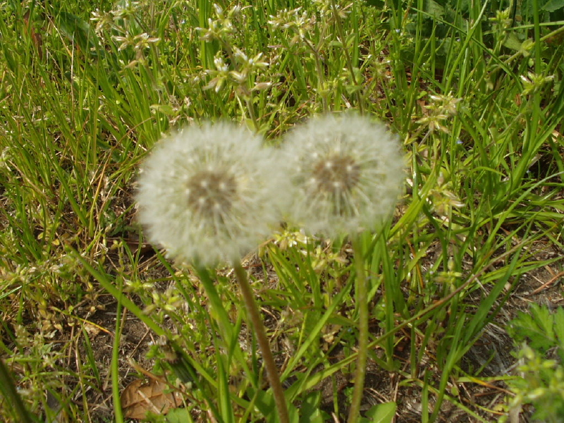 img0196.jpg