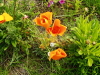 img0017.jpg