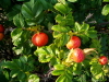 img0041.jpg
